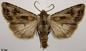 A.vestigialis_4