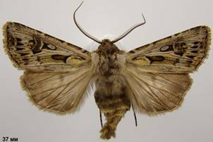 A.vestigialis_5