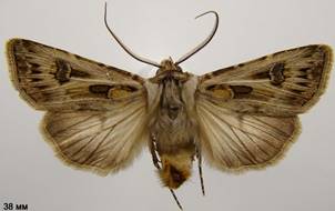 A.vestigialis_6