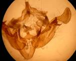 A.oculea_seria