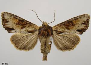A.crenata_6