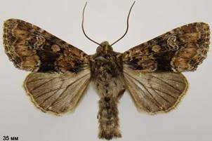 A.illyria