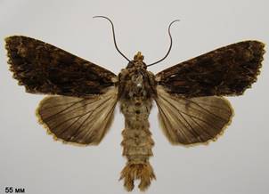 A.monoglypha_6