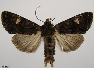 A.rubrirena_4