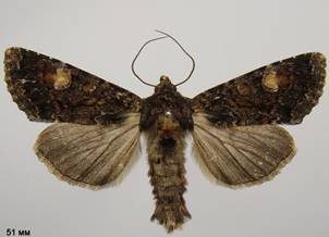 A.rubrirena_5