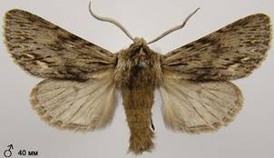 A.sphinx_1