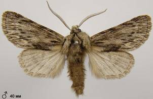 A.sphinx_2