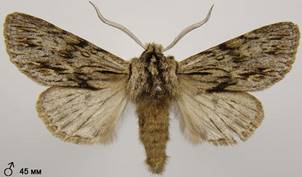 A.sphinx_3