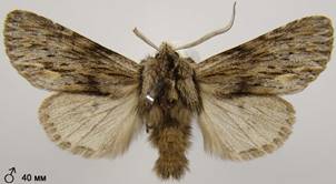 A.sphinx_4