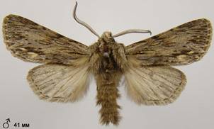 A.sphinx_5