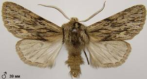 A.sphinx_6