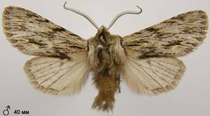 A.sphinx_7