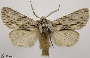 A.sphinx_10