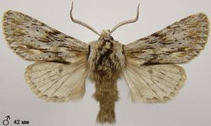 A.sphinx_11