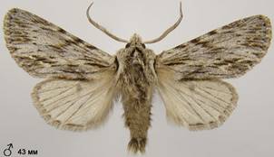 A.sphinx_12
