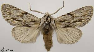 A.sphinx_13