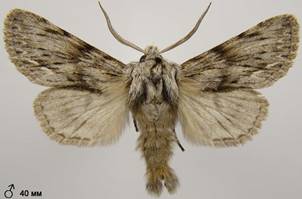 A.sphinx_14