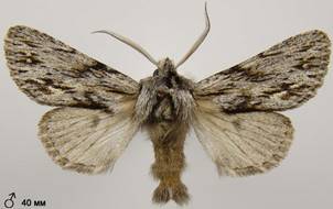 A.sphinx_15