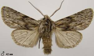 A.sphinx_16