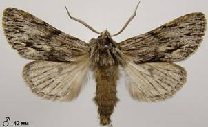 A.sphinx_18