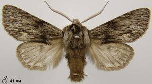 A.sphinx_19
