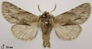 A.sphinx_20