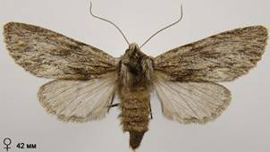 A.sphinx_22