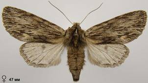 A.sphinx_23