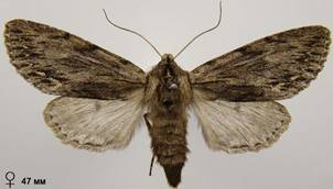 A.sphinx_24