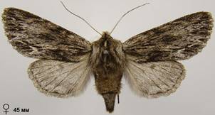 A.sphinx_25