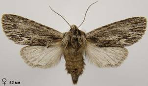 A.sphinx_26