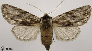 A.sphinx_27