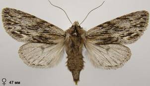 A.sphinx_28
