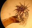 A.sphinx_seria_1_ed
