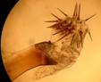 A.sphinx_seria_4_ed