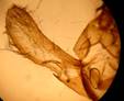 A.sphinx_seria_2_val