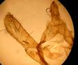 A.sphinx_seria_3_val