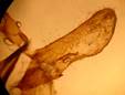 A.sphinx_seria_4_val