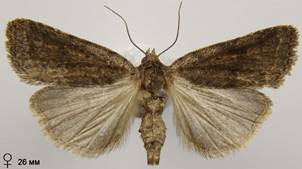 A.gluteosa_4