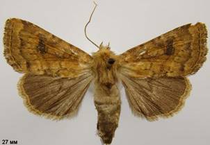 A.pulmonaris_1