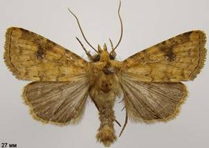 A.pulmonaris_2
