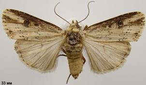 A.putris_1