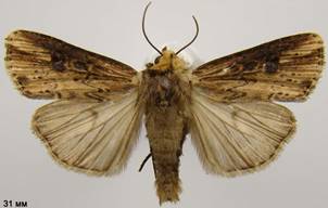 A.putris_2