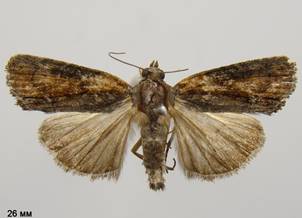 B.felina