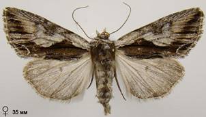 C.ramosa_1
