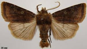 C.leucographa_1