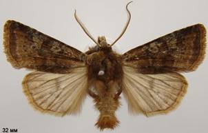 C.leucographa_2