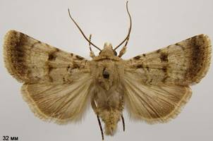 C.fimbriola