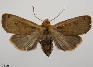 C.erythrocephala_1