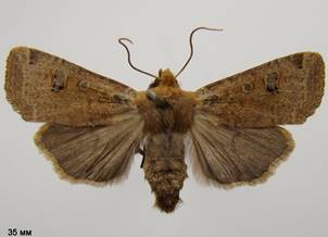 C.erythrocephala_2
